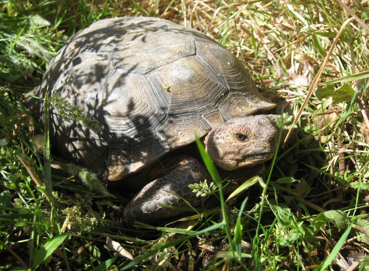 Desert Tortoise